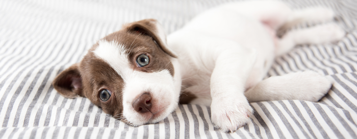 Puppy op bed schattig