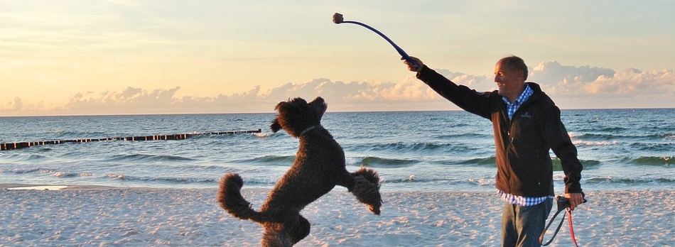 Dog fun zomer challenge spelen wandelen