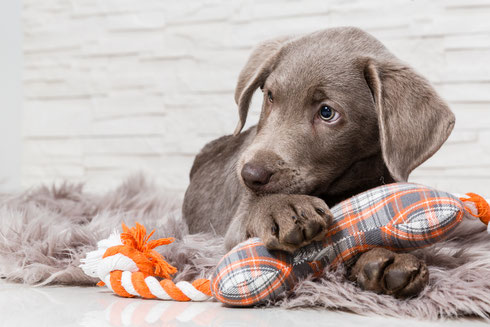 Puppy kauwen speelgoed