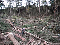 2.伐採風景