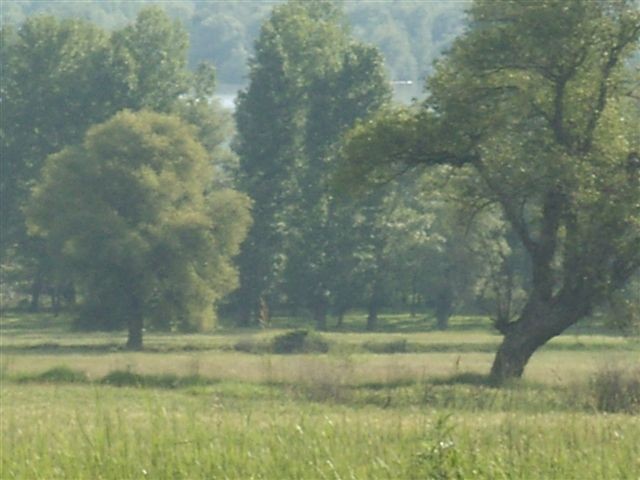 FMC Juin 2008