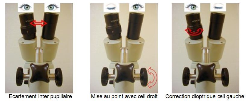 Ecartement interpupillaire et correction dioptrique loupe binoculaire document Claude Gonon Microscopie
