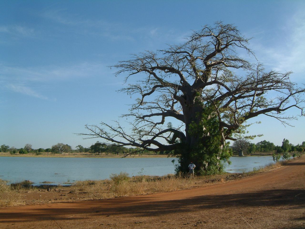 Corentin et le baobab