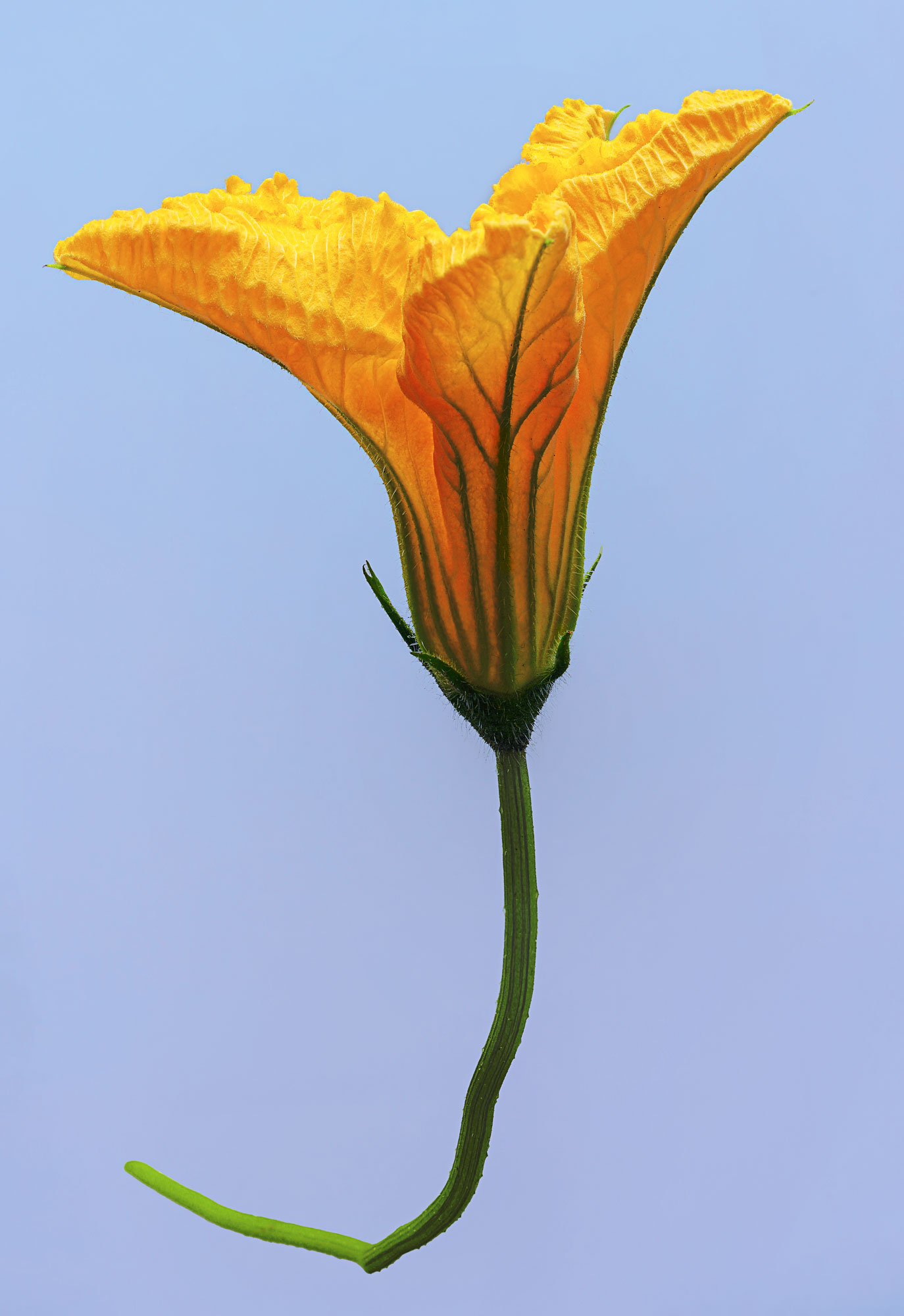Sandra Gygax-Zehnder Fotografie & Kunst, Köniz