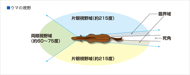 馬の目の仕組み（参天製薬HPより抜粋）