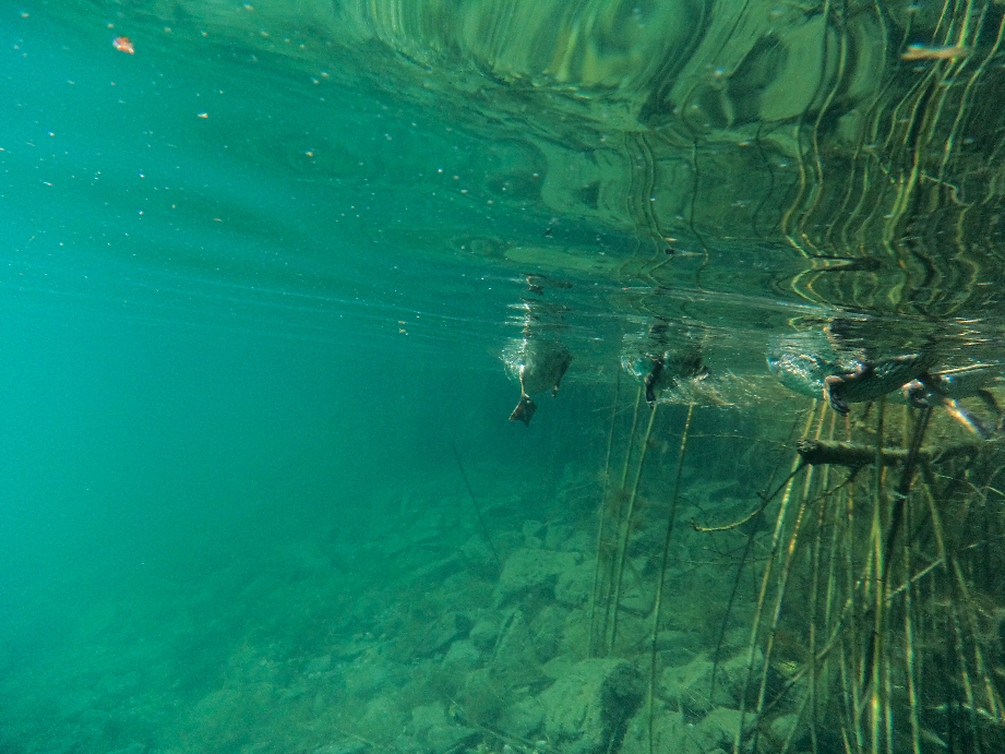 Es gibt gute bis sehr gute Sichtverhältnisse unter Wasser