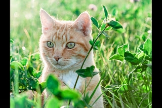 chat portrait dans la verdure