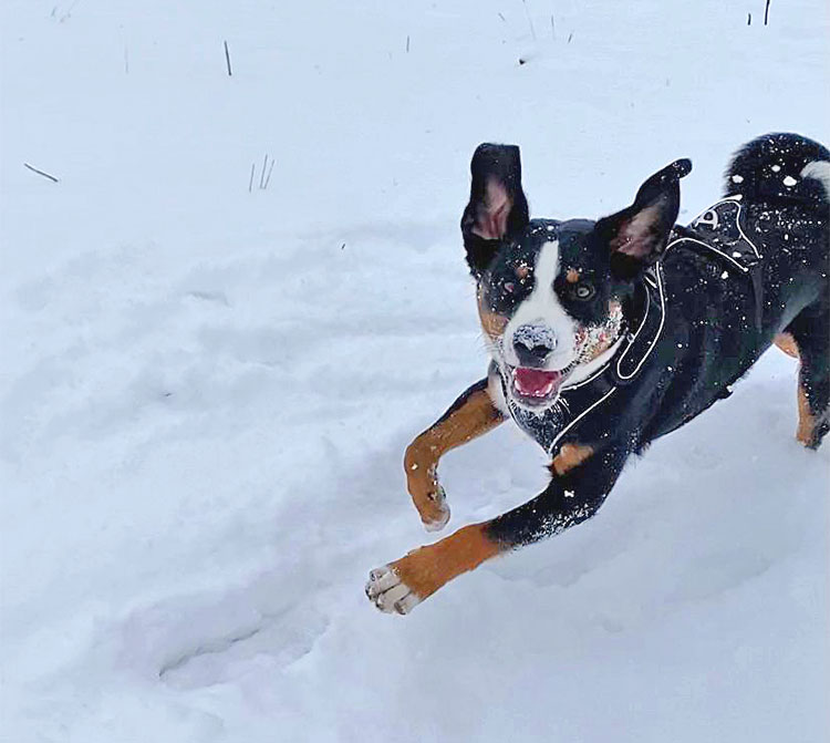 Haribo mit den Pfoten im Schnee während einer Schneeschuhwanderung im Jura, Anfang 2022.