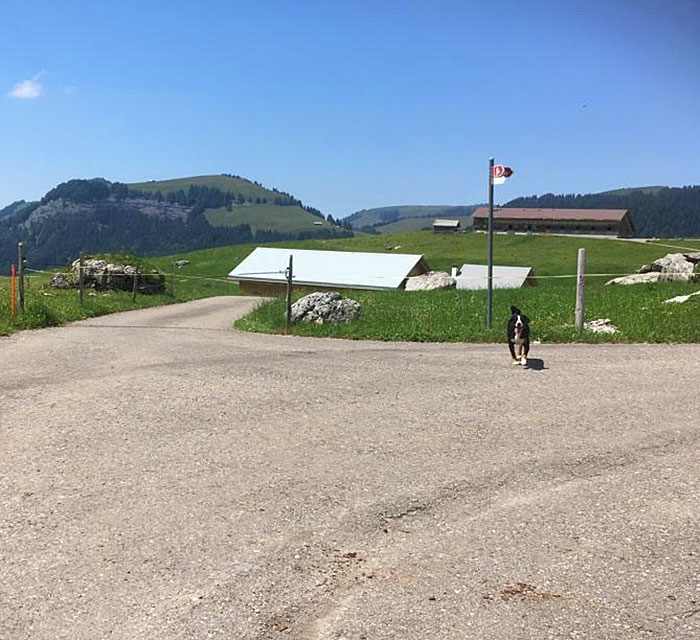 Peggy empfängt die Besucherinnen und Besucher bei der Abzweigung. Die Säntisalp Bächli ist bereits zu sehen (1. Haus links).