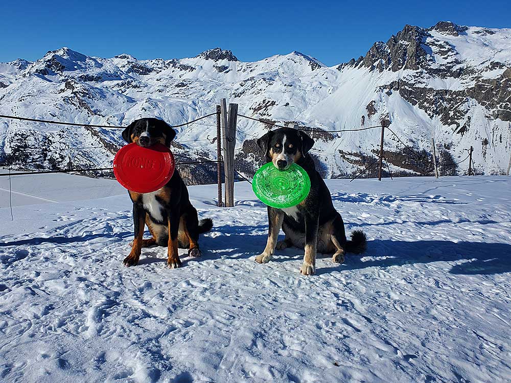 Paloma vom Bachsertal und Anet vom Hohentwielblick auf Muott'Ota oberhalb des Silsersees.