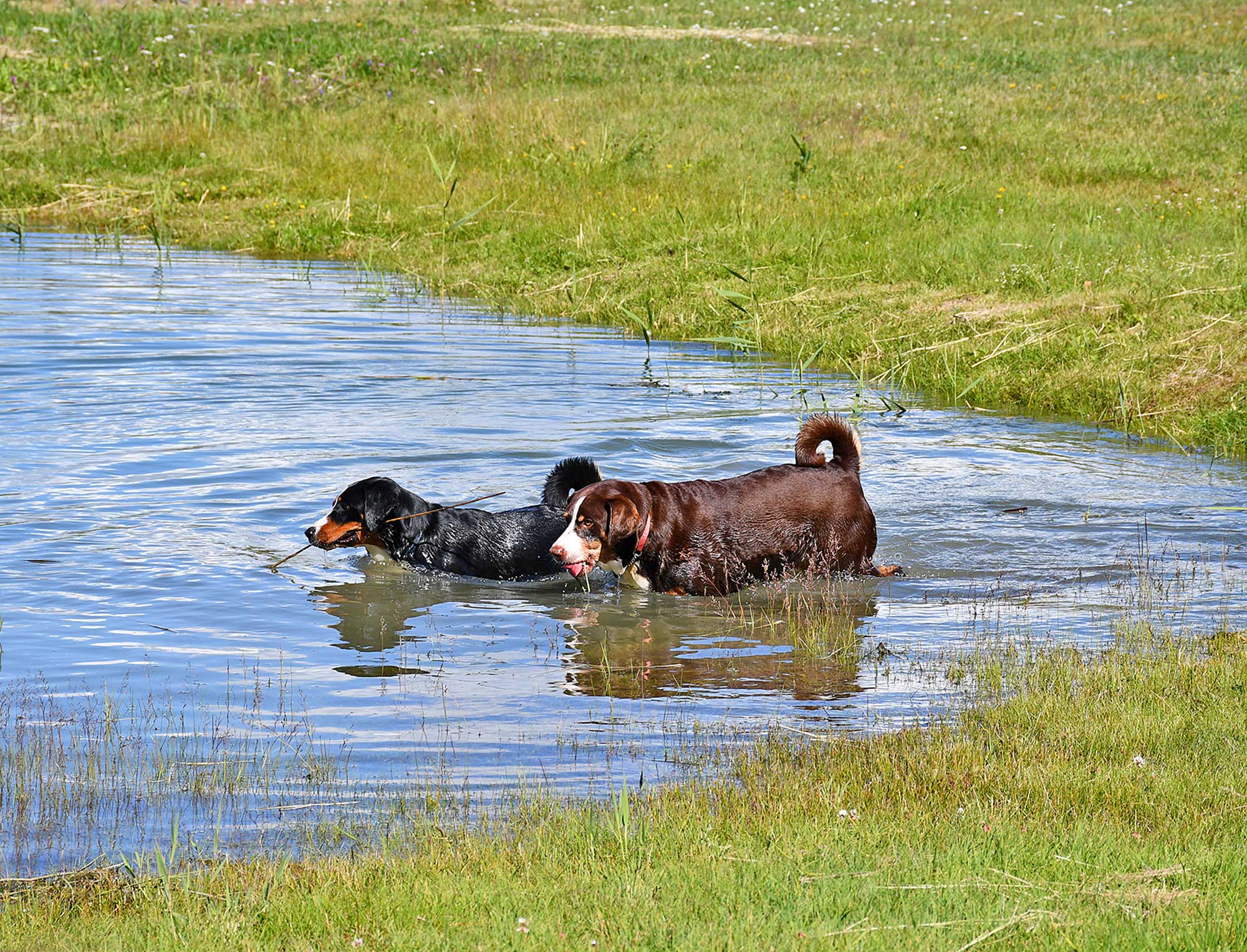 Vuokko Eräjääs zwei Hündinnen beim Planschen im See.