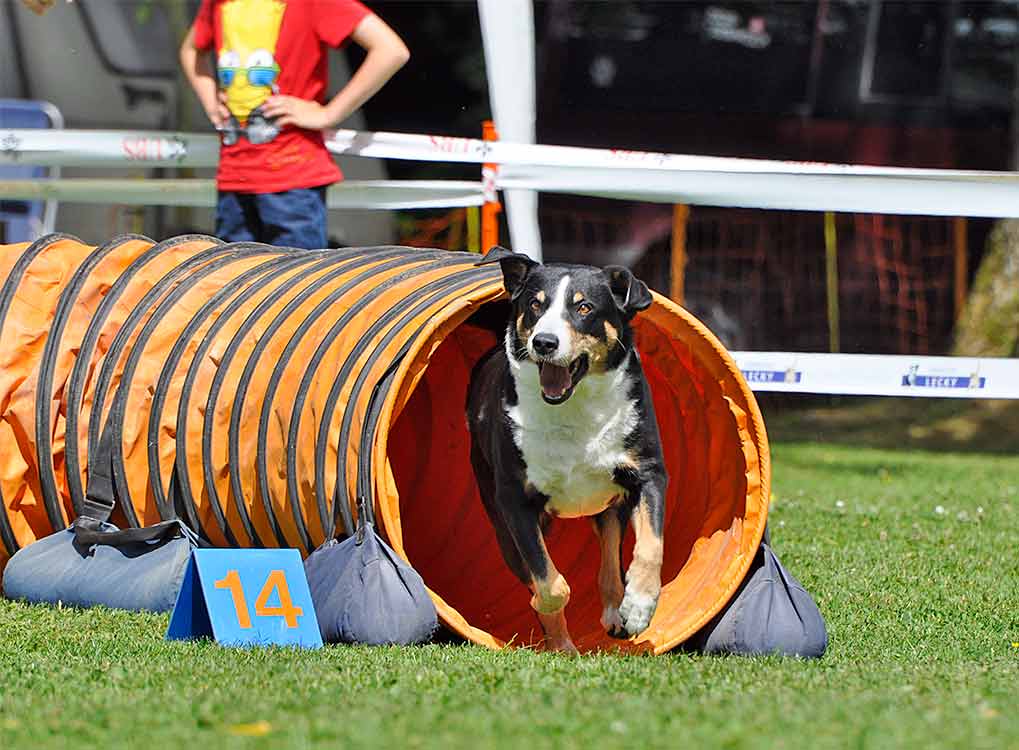 Merlina, 9-jährig, an einem Agility-Turnier: Tunnel.