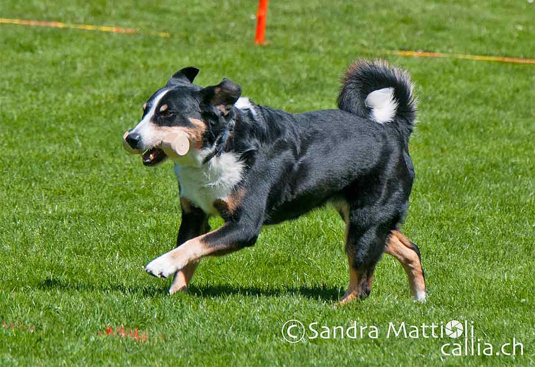 Merlina, 11-jährig, an einer Obedience-Prüfung beim Apportieren.