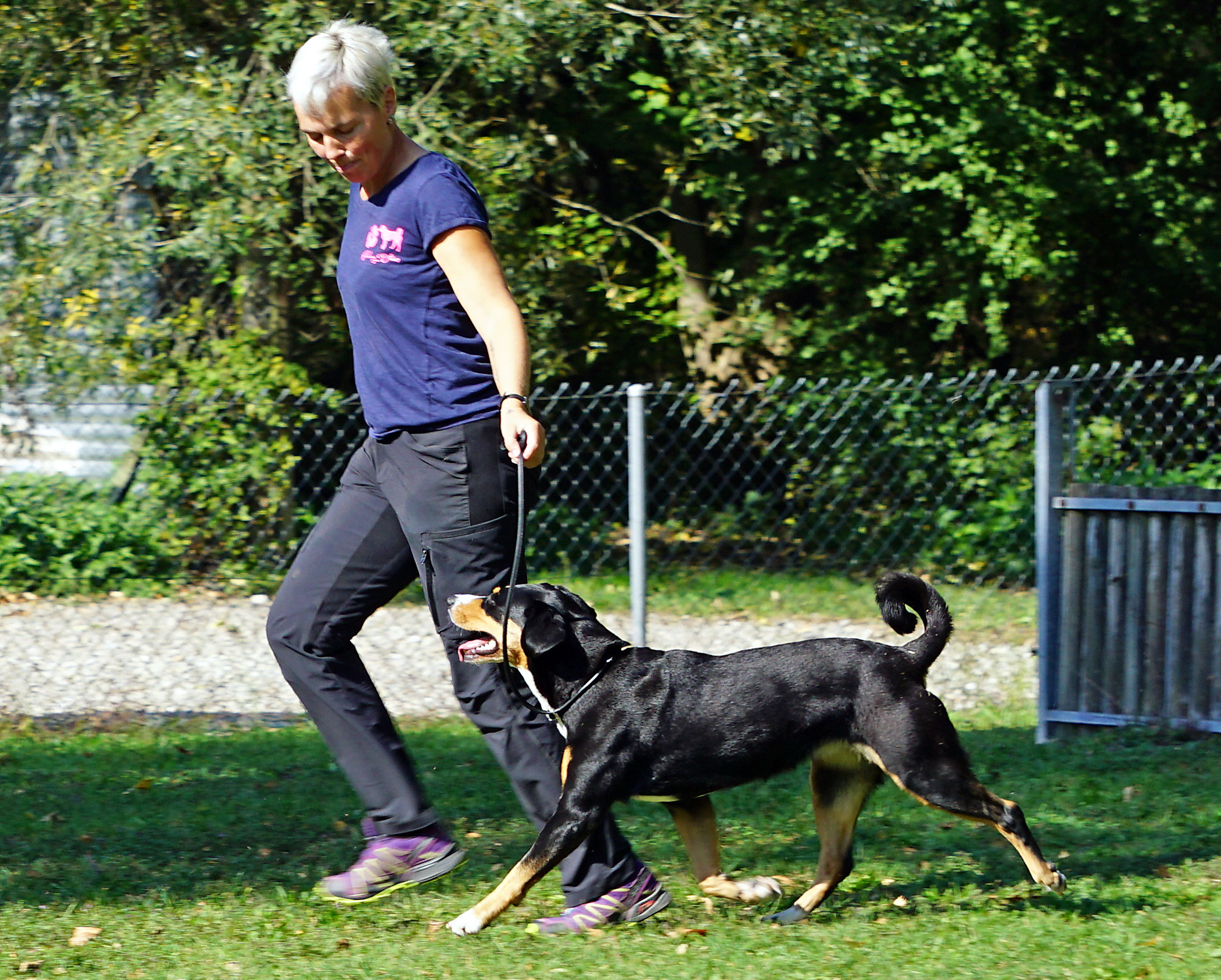 Der Hund wird in flüssigem Trab vorgeführt.