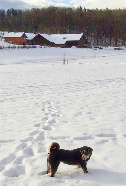 Der Schnee, für Lasco immer ein erwünschtes Element.