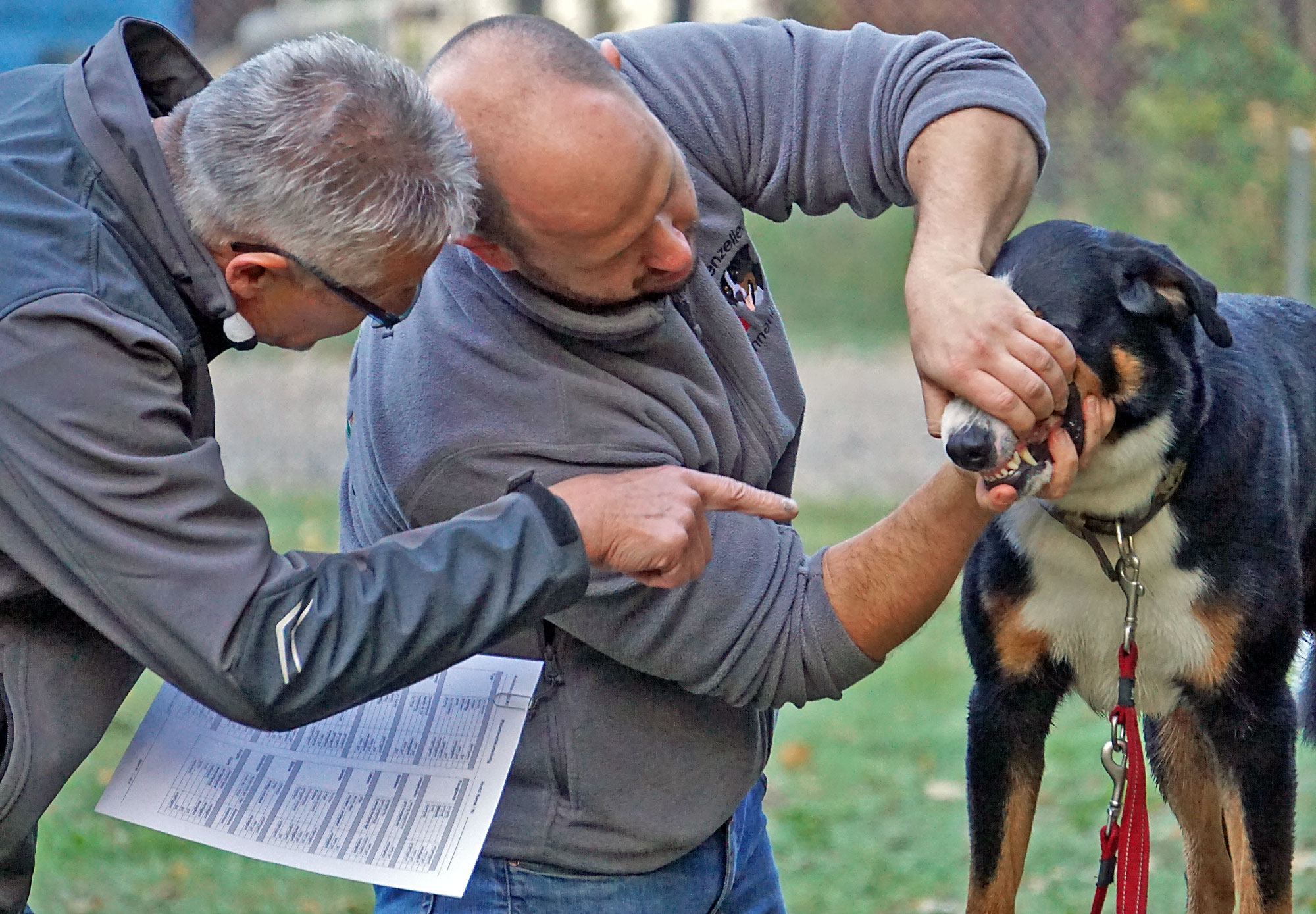 Auch die Zähne werden kontrolliert. Dabei sollte sich der Hund ins Maul schauen lassen.  