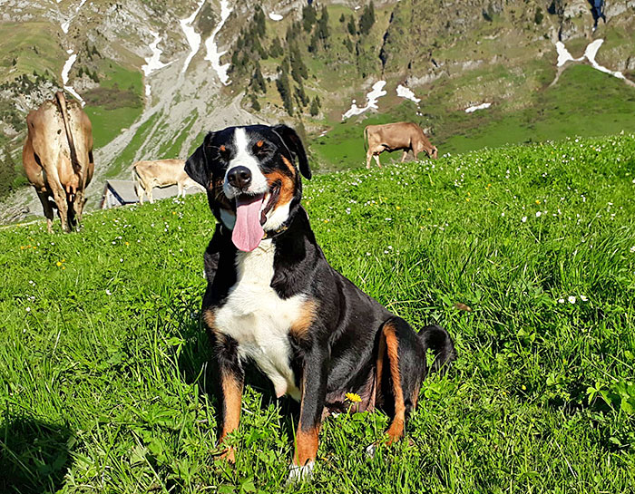 Appenzeller Sennenhund mit Kühen auf der Weide.