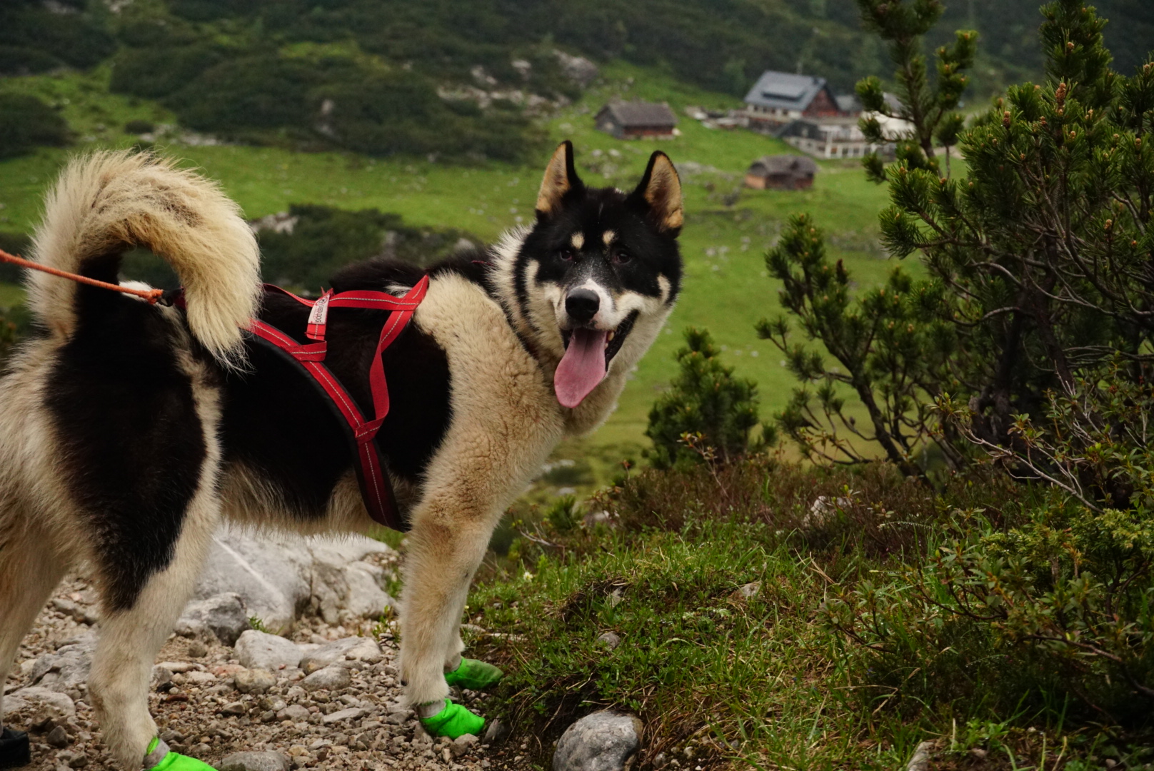 Dachstein Dogtrekking das 2.