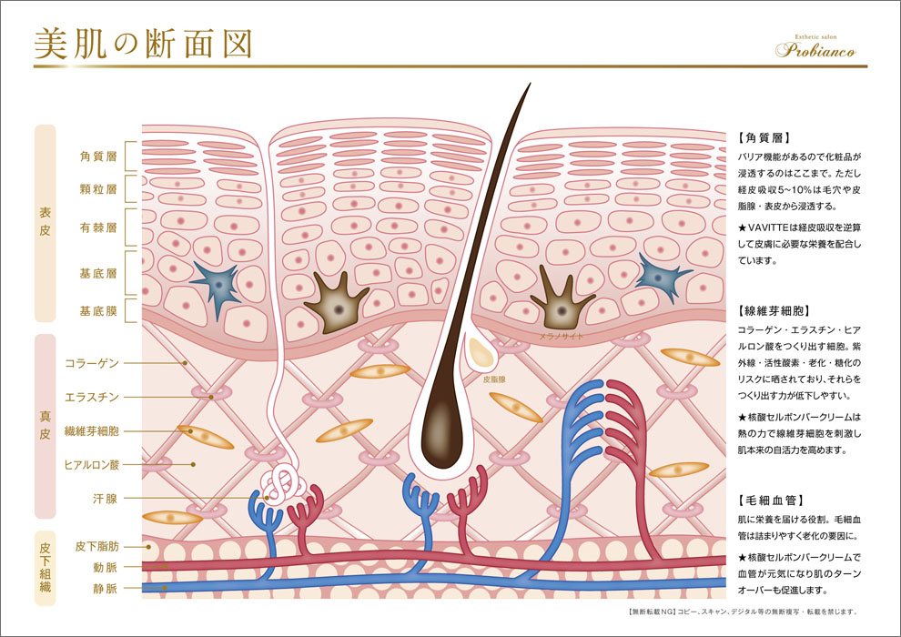 美肌の断面図_エステサロン__表皮_真皮_皮下組織のイラスト