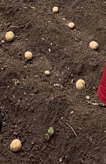 Wir pflanzen Kartoffeln im Schulgarten