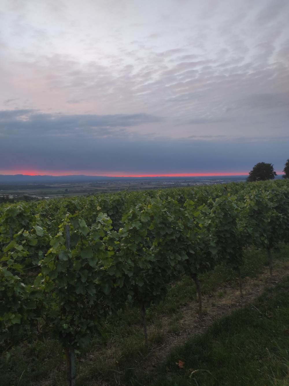 Das ist der Blick auf die Vogesen in Frankreich von unserem heutigen Platz. Am Nachmittag bewölkte es sich leicht und irgendwo hat's bestimmt geregnet. Jetzt ist es sehr angenehm, richtige Temperatur zum Schlafen.