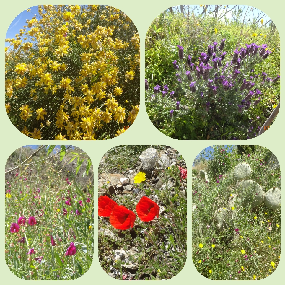 Und wie immer konnte ich mich nicht zurückhalten mit dem Fotografieren, überall diese Naturblumen, die trotz des rauhen und trockenen Klimas so schön blühen.