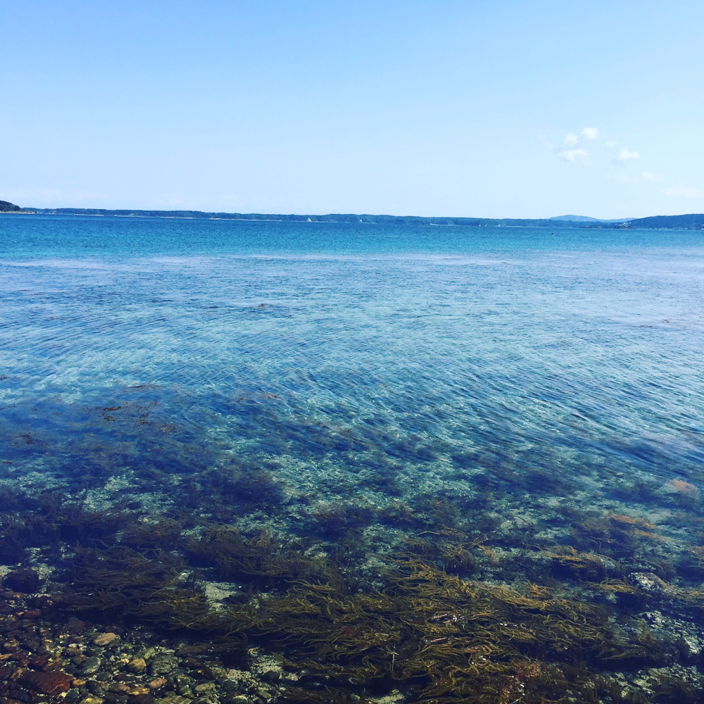 この内浦湾を見ながらポロロ〜ン♪イルカもいるよ!