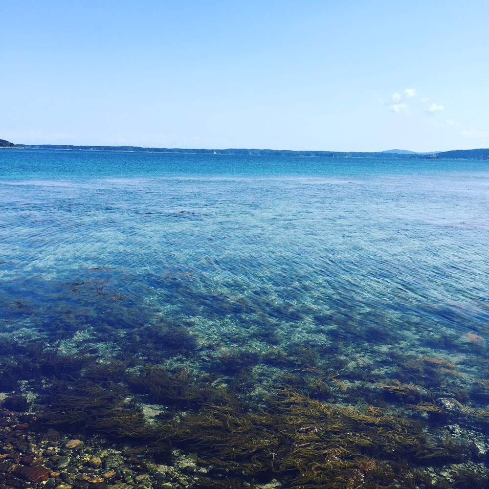 この内浦湾を見ながらポロロ〜ン♪イルカもいるよ！