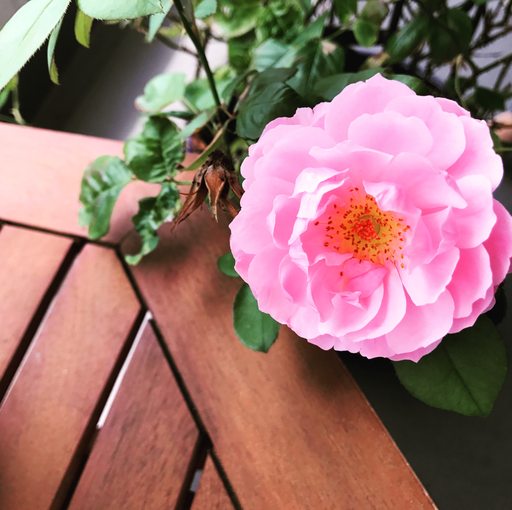 ブログに関係ないけど我が家の薔薇が咲き始めました♡