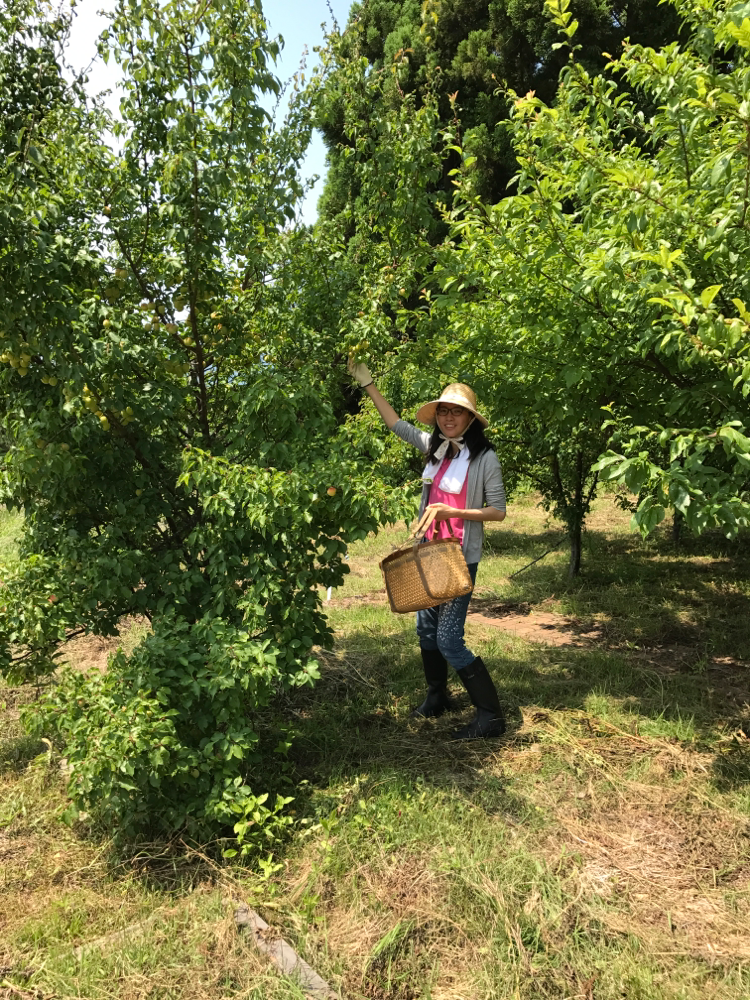 能登のリトリートハウス予定地にて梅の収穫しました。