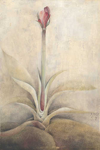 Klemz(Knop): Hippeastrum