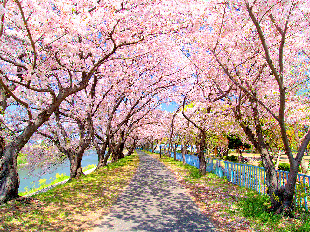 無料ダウンロードアニメ 桜 壁紙 背景 画像 最高の花の画像