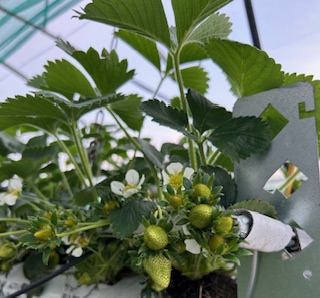 Nouvelle campagne de production de fraises
