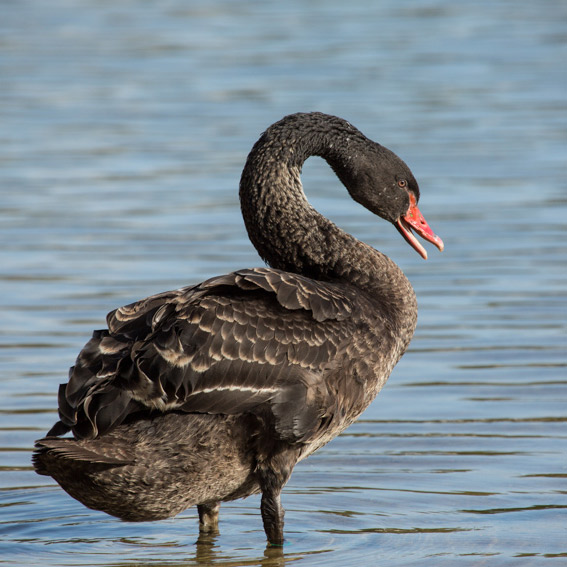Schwarzer Schwan © Ria Henning-Lohmann