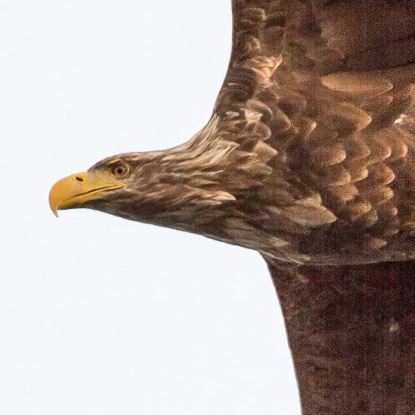 Seeadler © Ria Henning-Lohmann