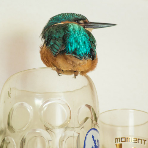 Eisvogel © Ria Henning-Lohmann