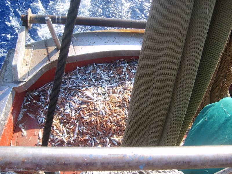 pescata a strascico