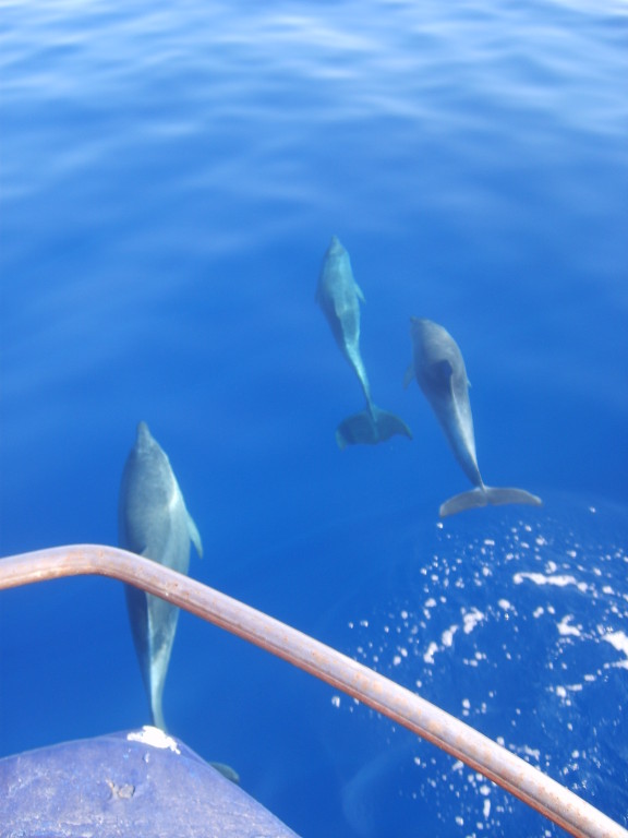pescata con i delfino a portopalo