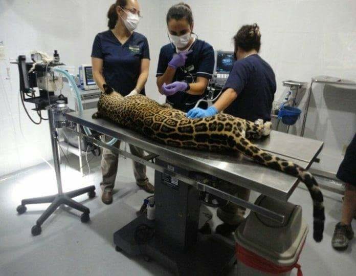 El jaguar fue valorado por veterinarios