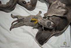 Weimaraner Welpe liegt am Bein seiner Mutter