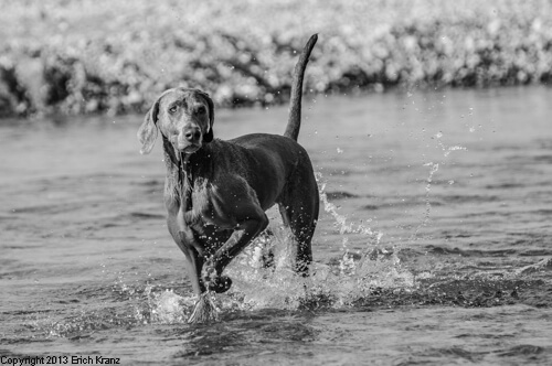 Ein Weimaraner geht durchs Wasser