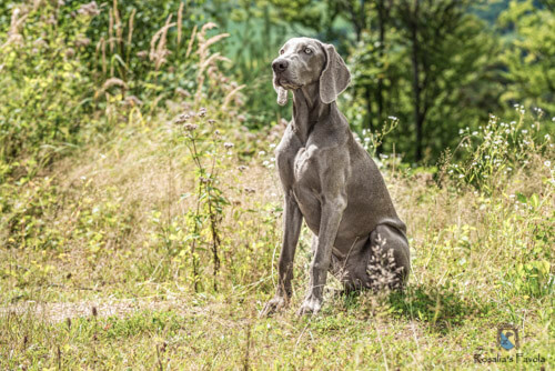 Junger Weimaraner sitzt im Gras