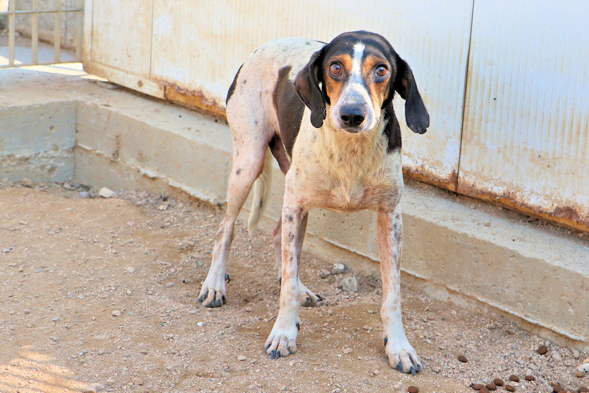Calvino SardinienHunde e.V.