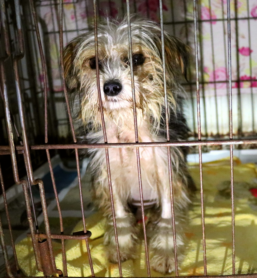 Hilfe für Pupazzetto Ein kleiner Hund braucht dringend Hilfe