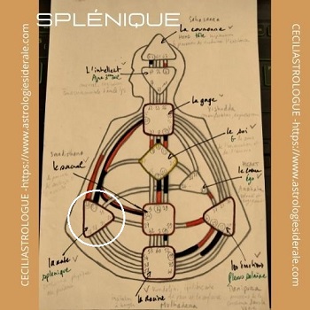 Le centre splénique