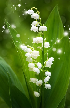 Brin de muguet du 01er mai