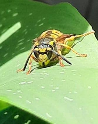 die Wespen sind fleißig beim Nester bauen