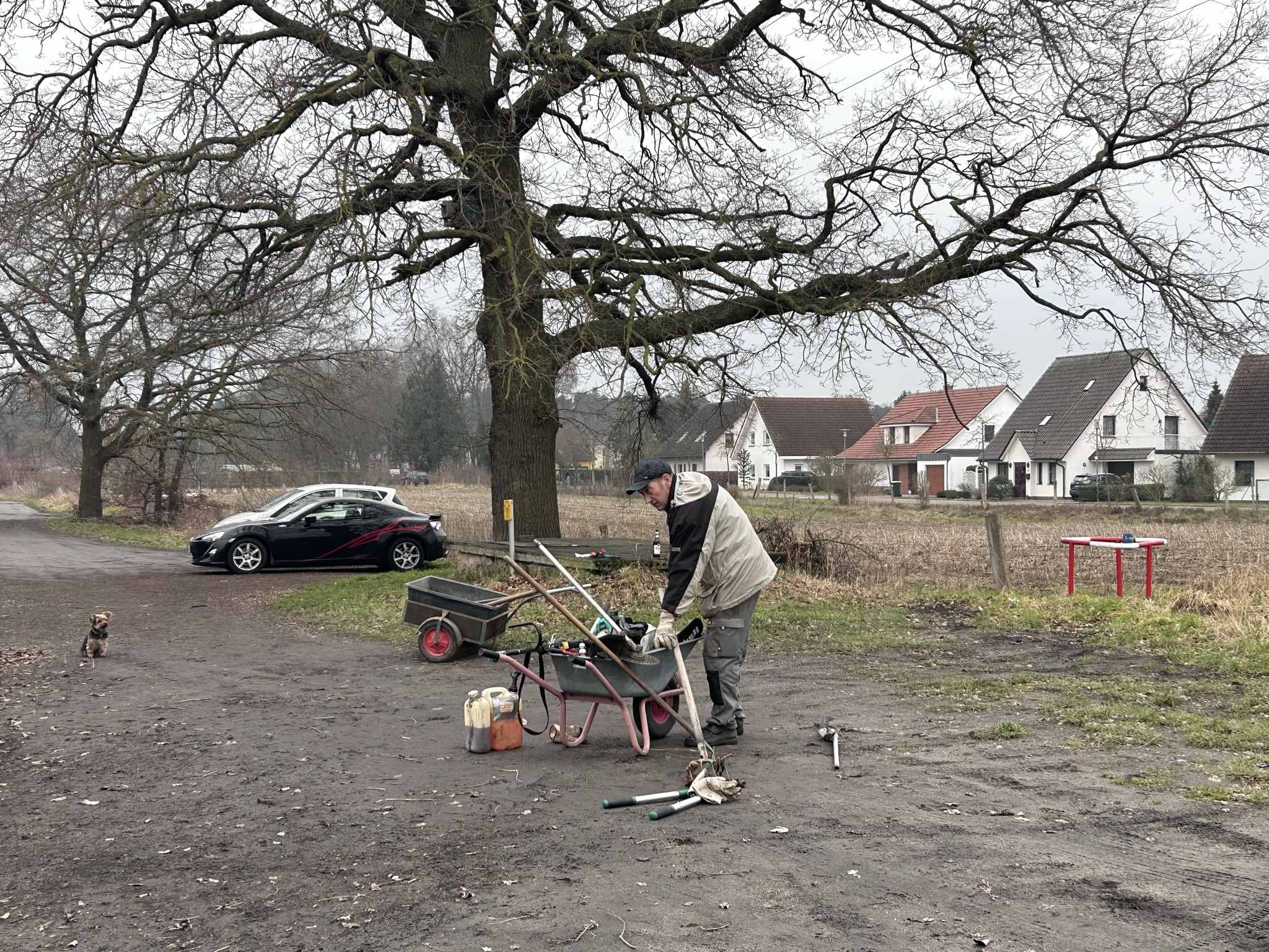 Hecke am Außenzaun schneiden