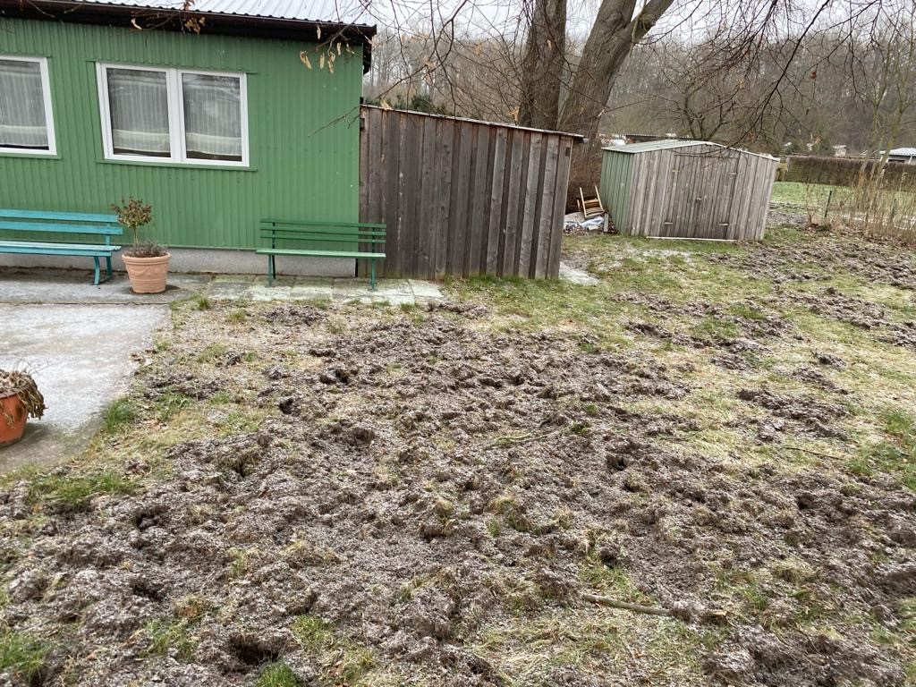 hier das Werk der Wildschweine