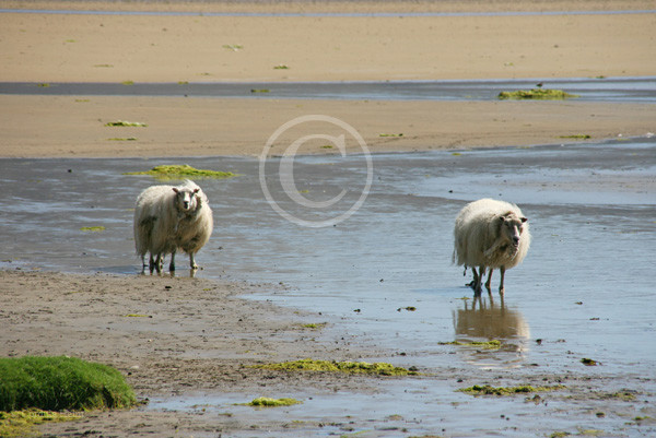 Schafe an der Küstenlandschaft Raudisandur